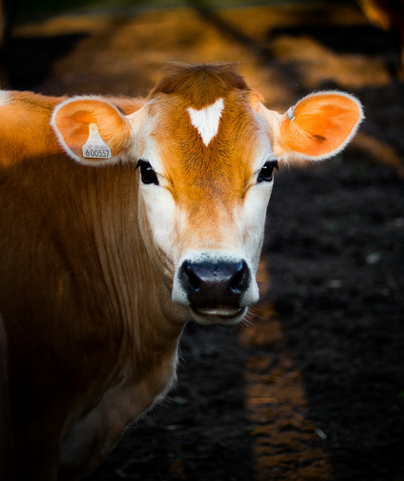 A young calf looking at the camera