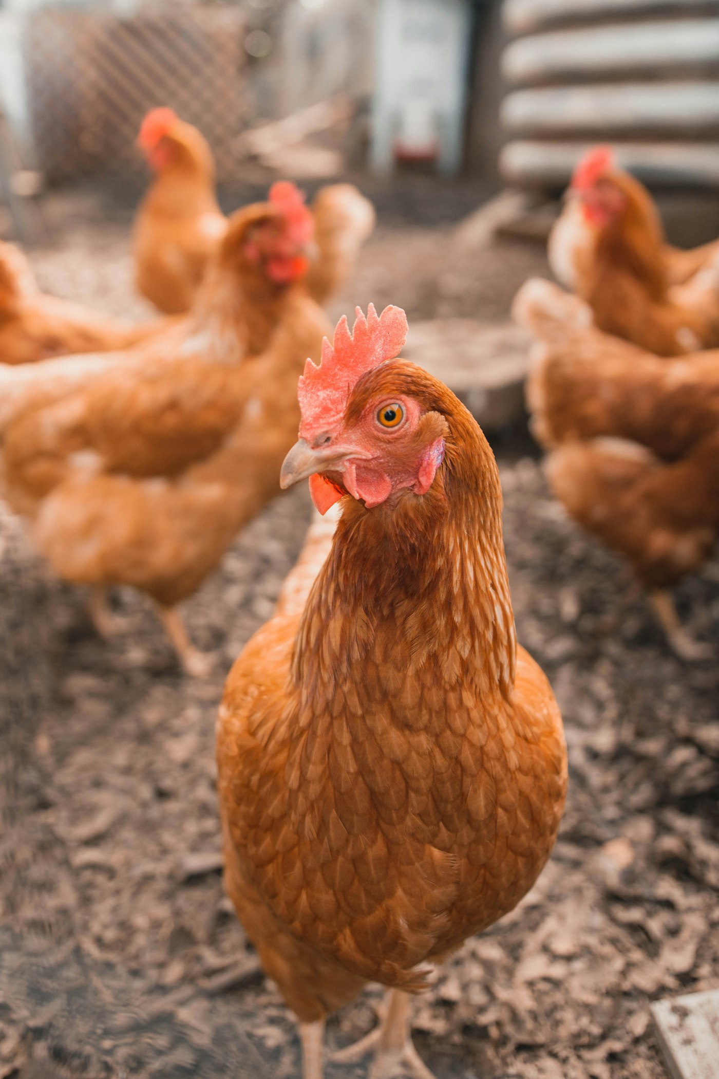 Free-range laying hens