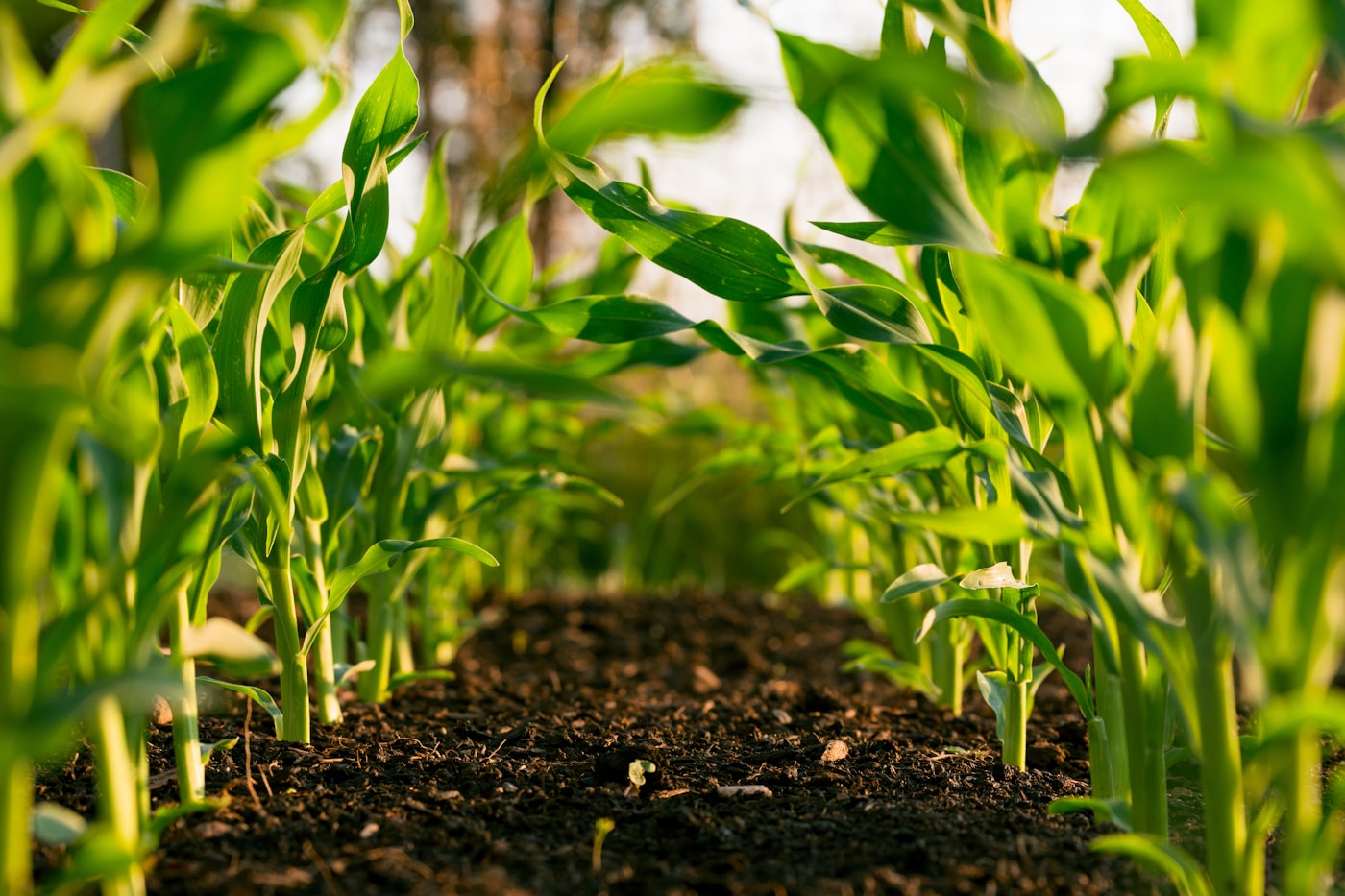 Healthy young maize rows in dark soil