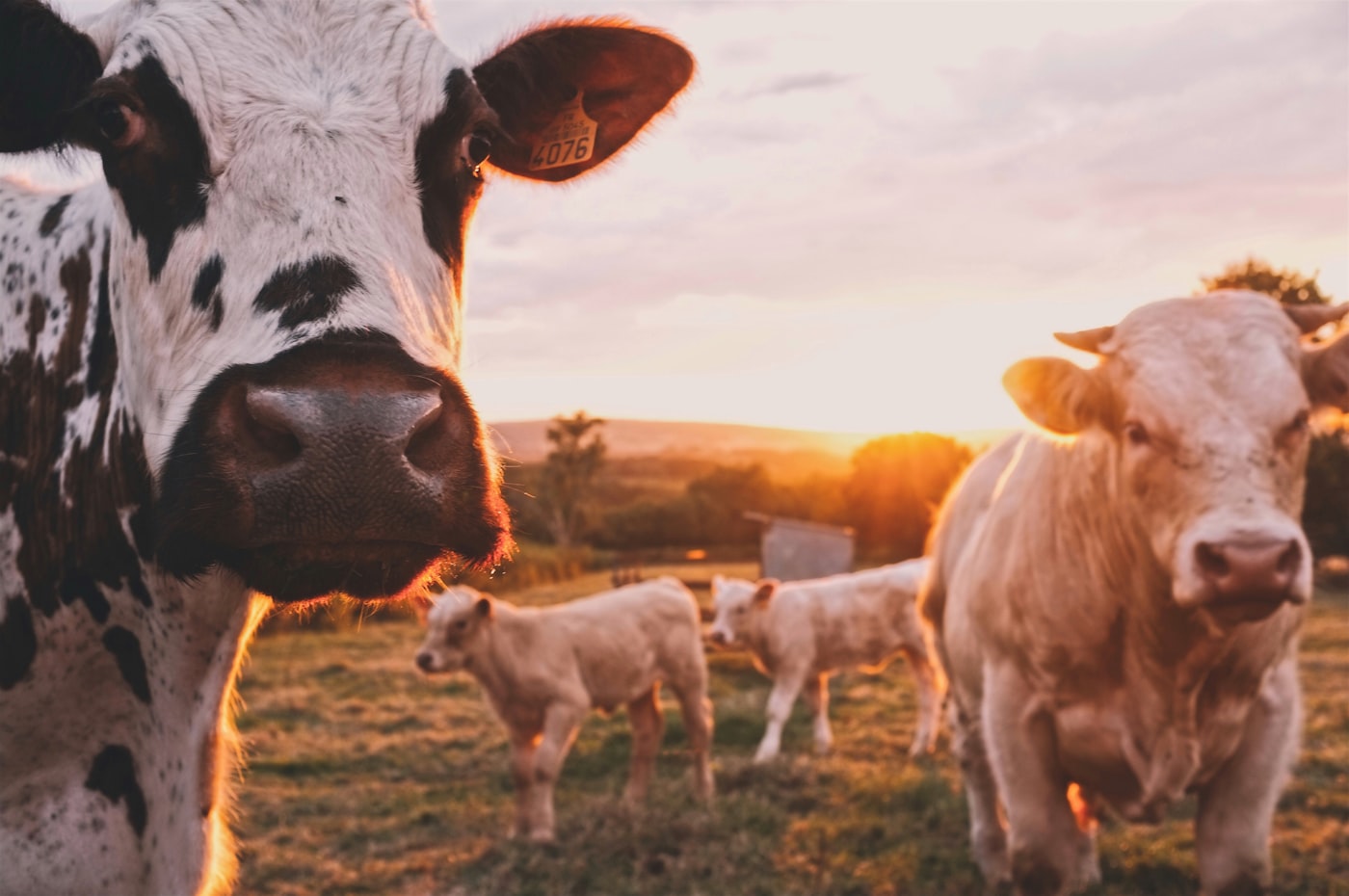 Cattle grazing at sunset