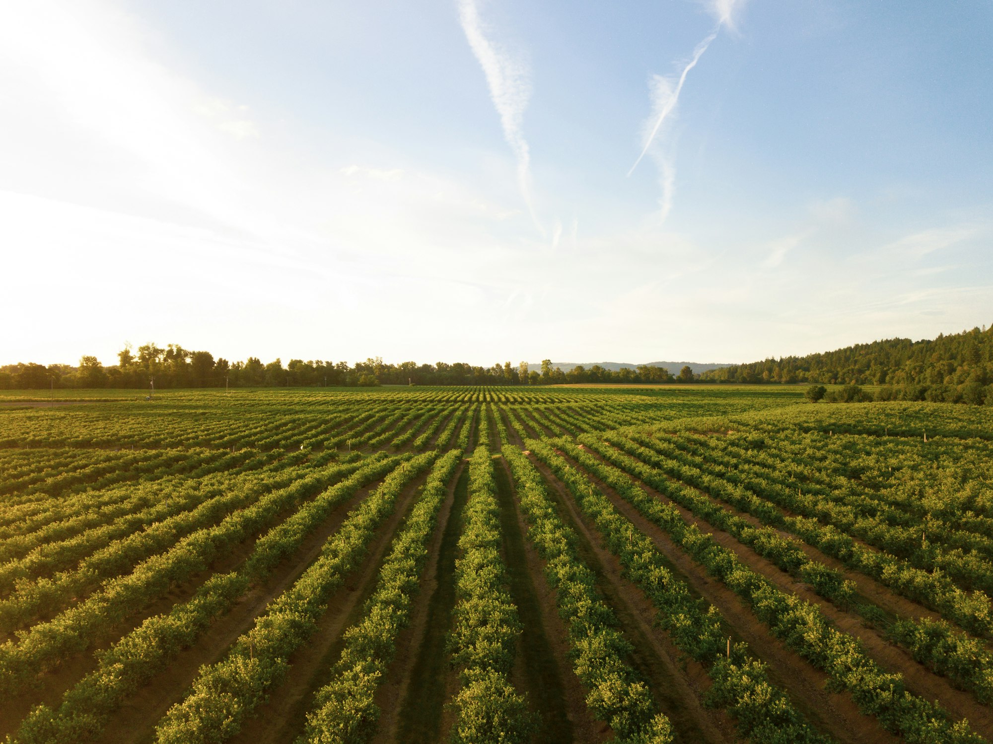 Aerial view of cultivated crop rows