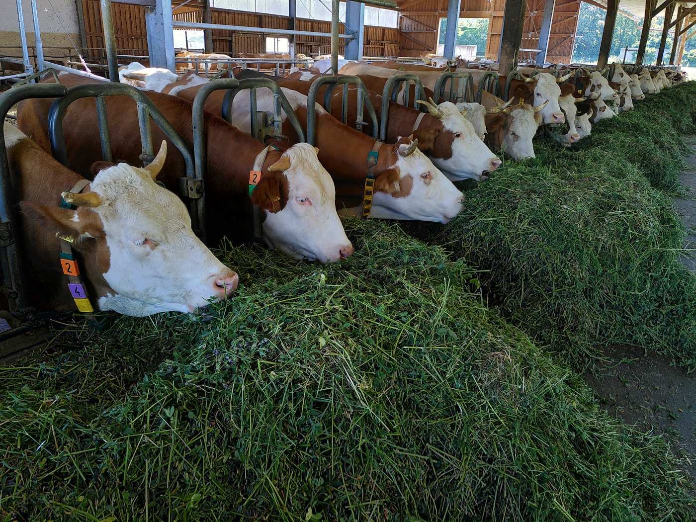 Cattle feeding on fresh fodder in a barn