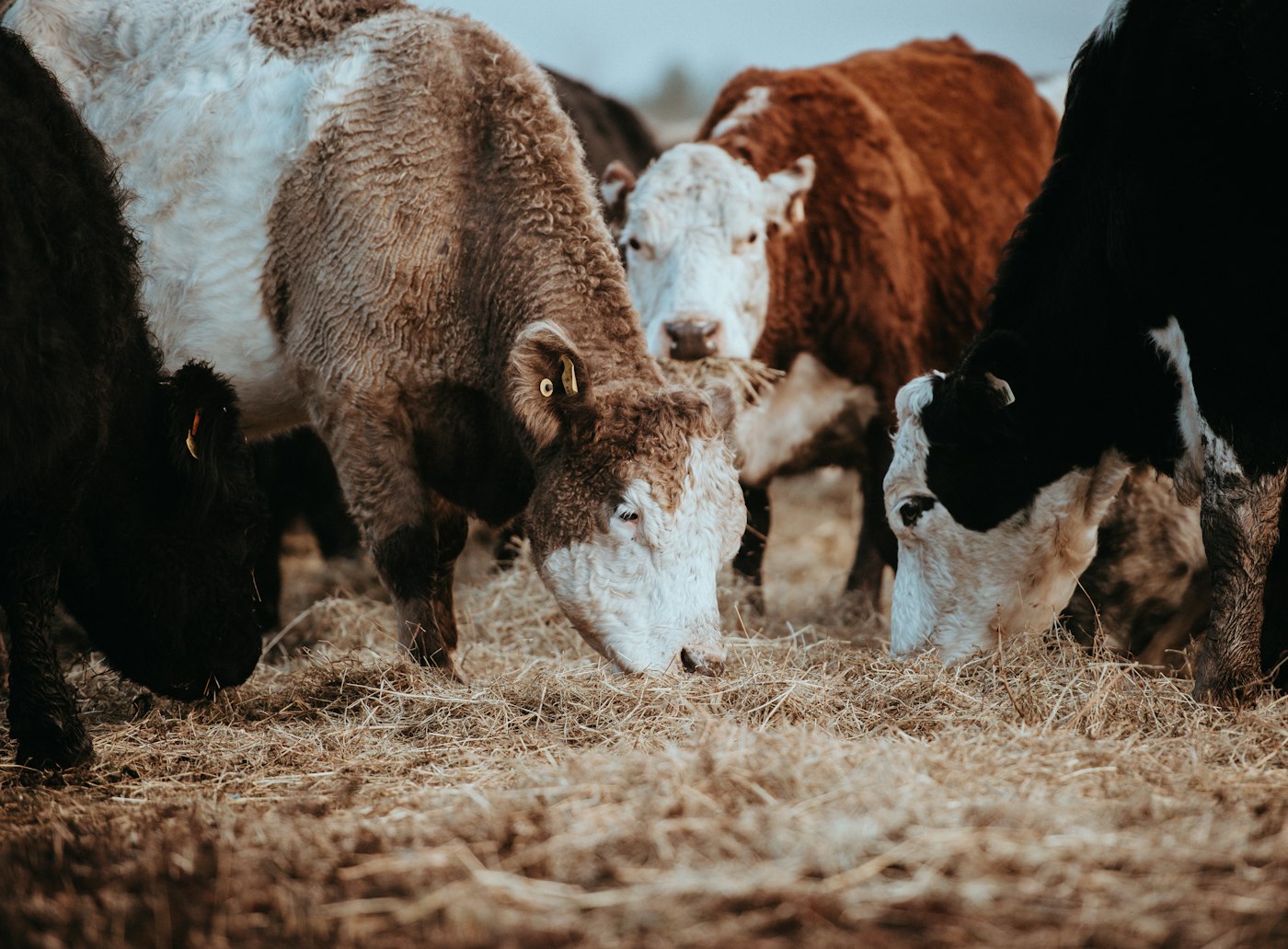 Cattle eating hay at a feed fence