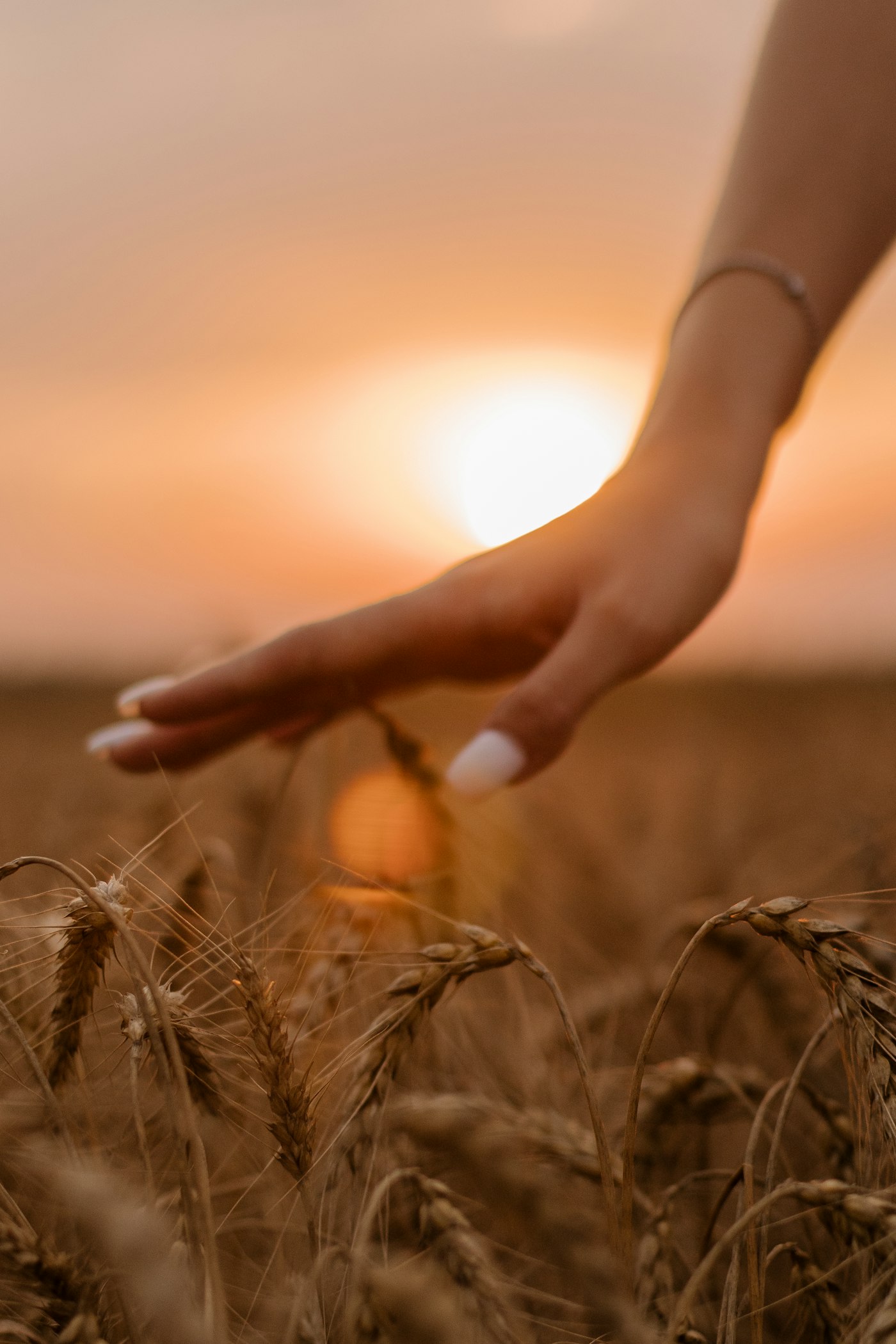A hand brushing over ripe wheat