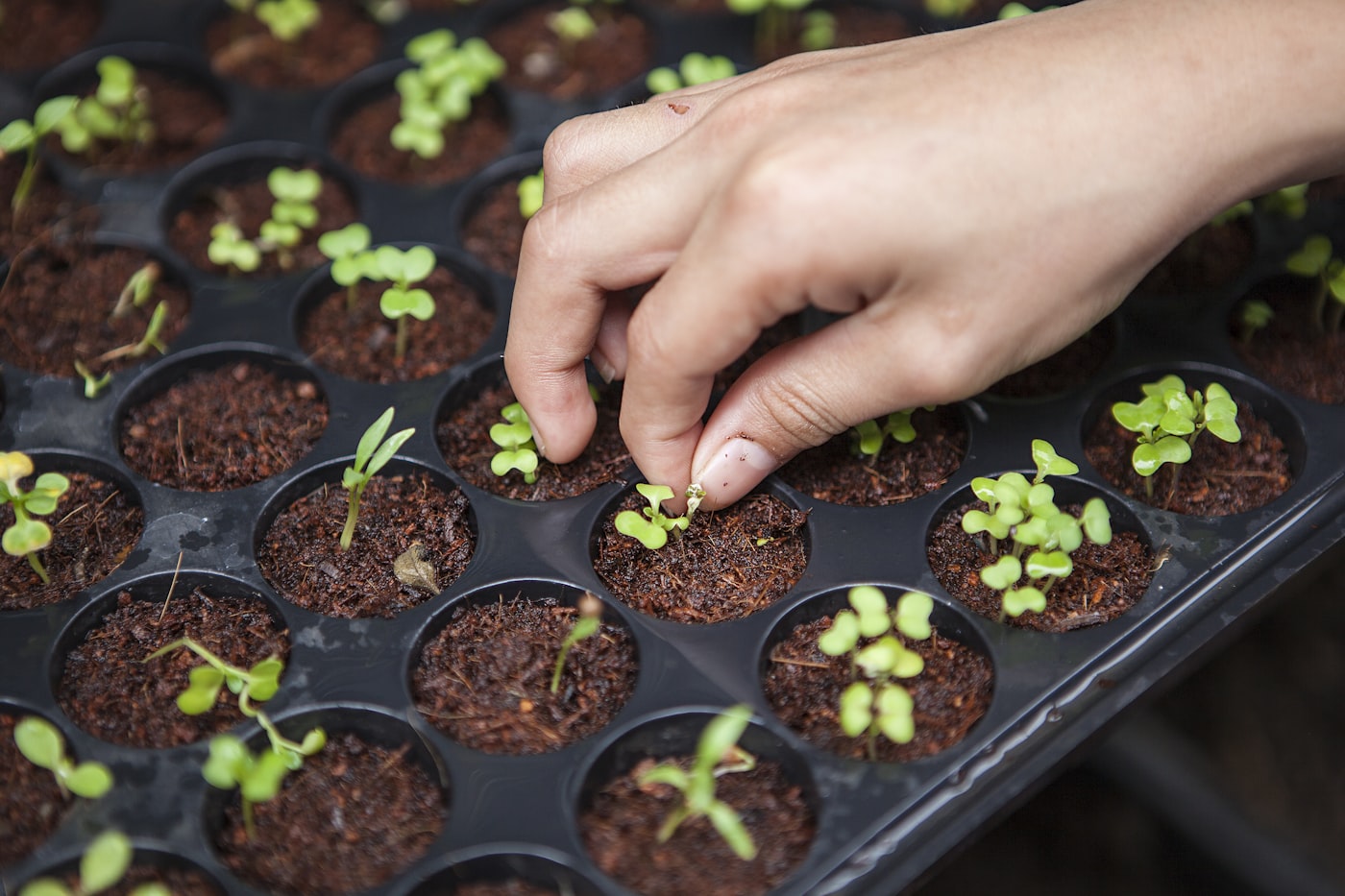 Hand planting seedlings into trays