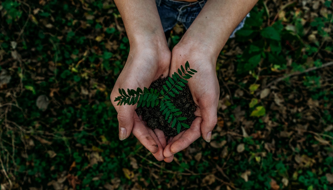 Hands holding a young seedling over forest soil