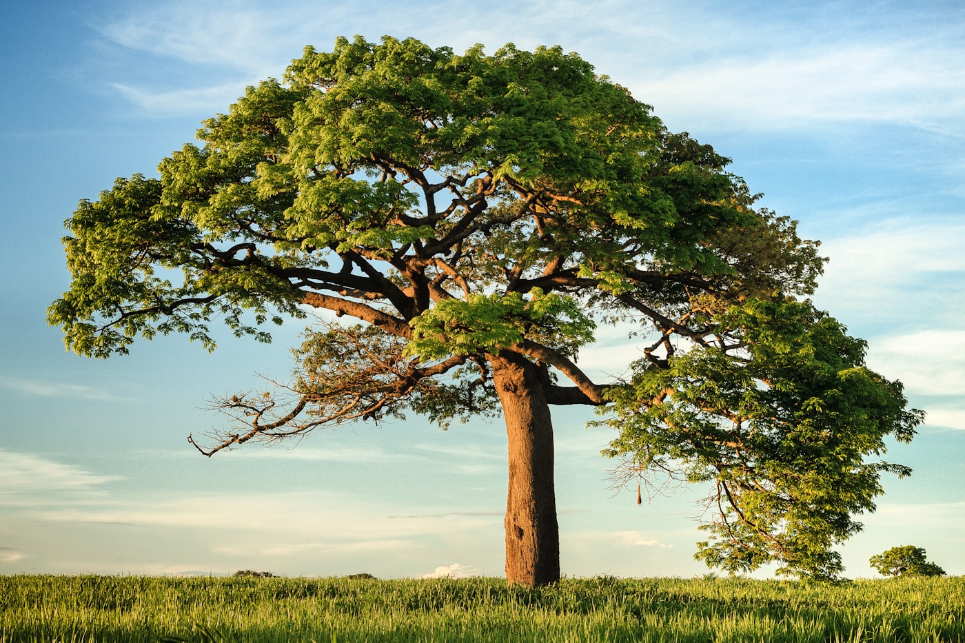 A mature broadleaf tree standing in an open meadow