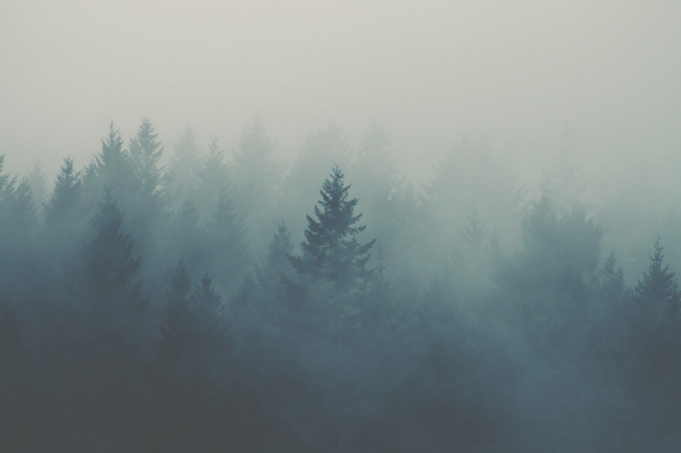 Conifer forest in morning mist