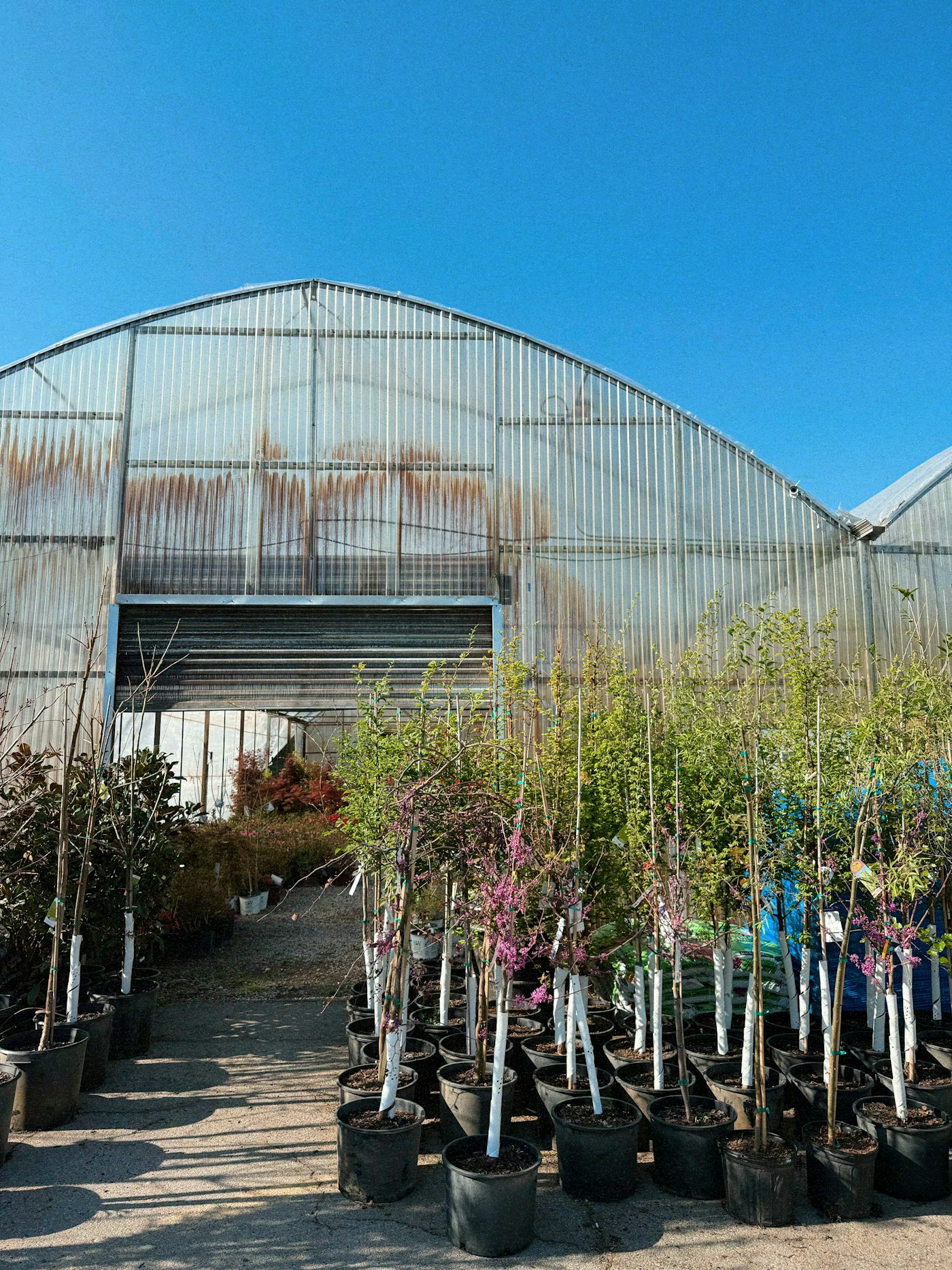 Nursery greenhouse full of young potted trees