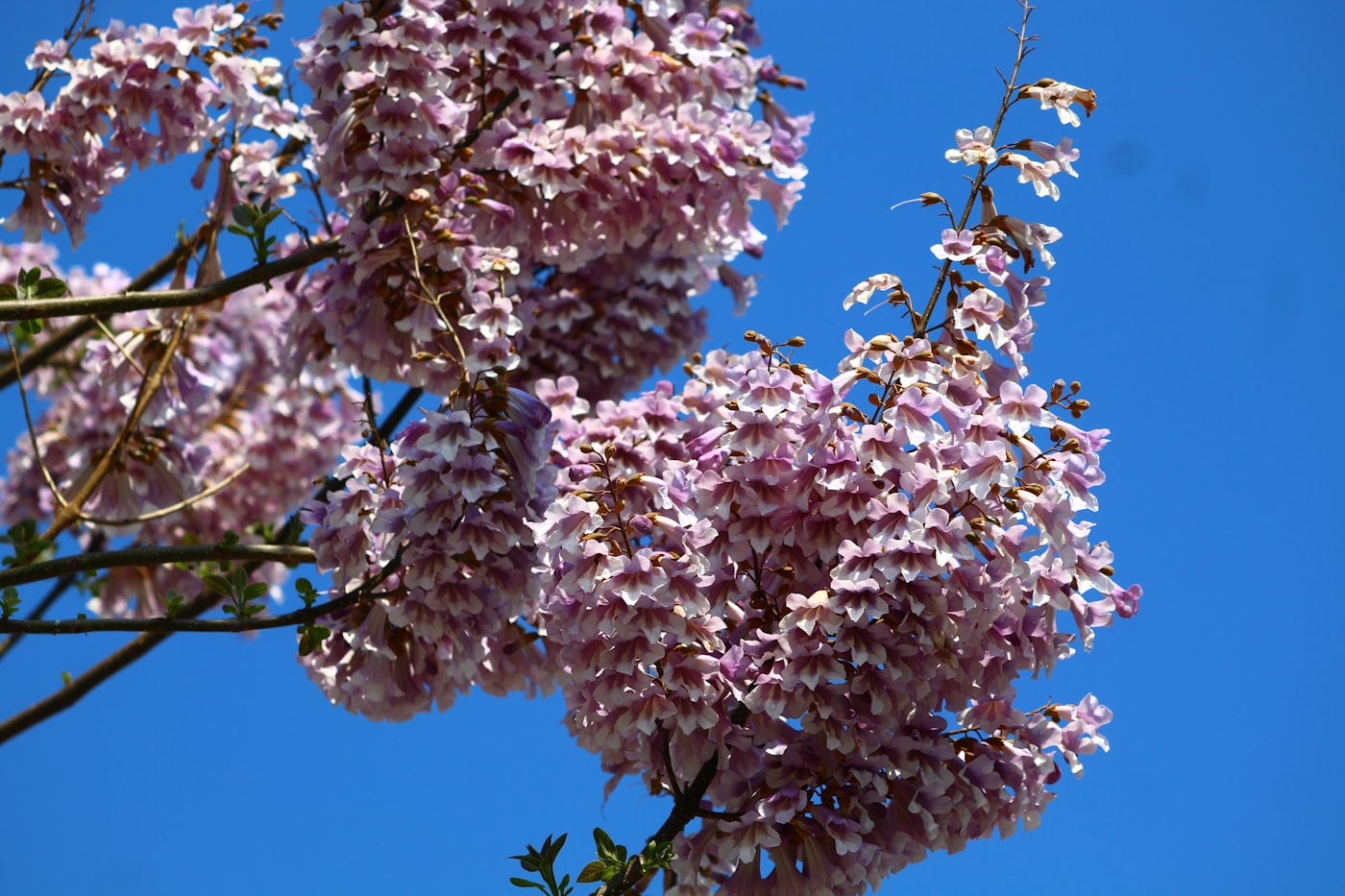 Paulownia tree in full bloom against a blue sky