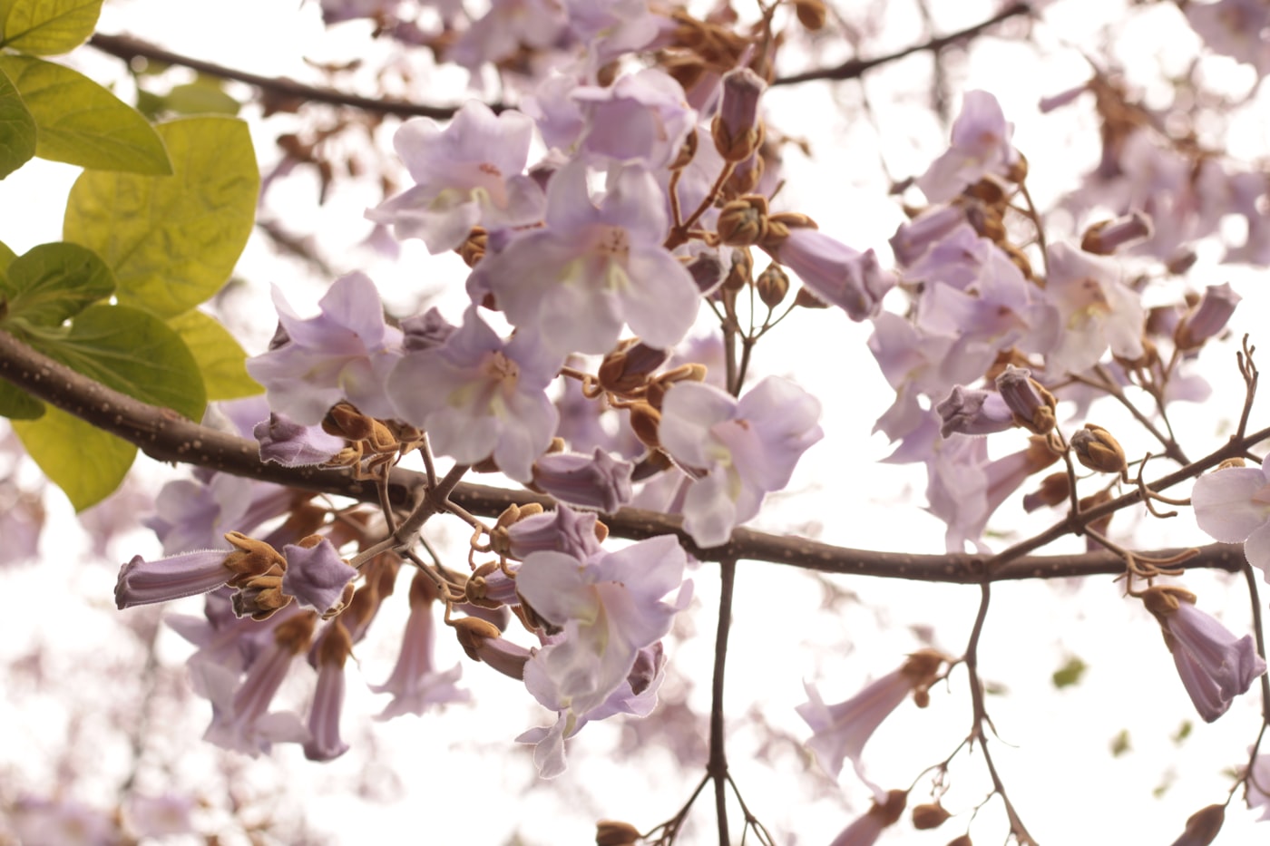 Paulownia blossom close-up