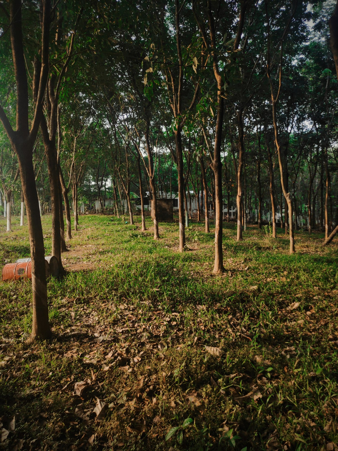 Rows of young trees growing in a plantation