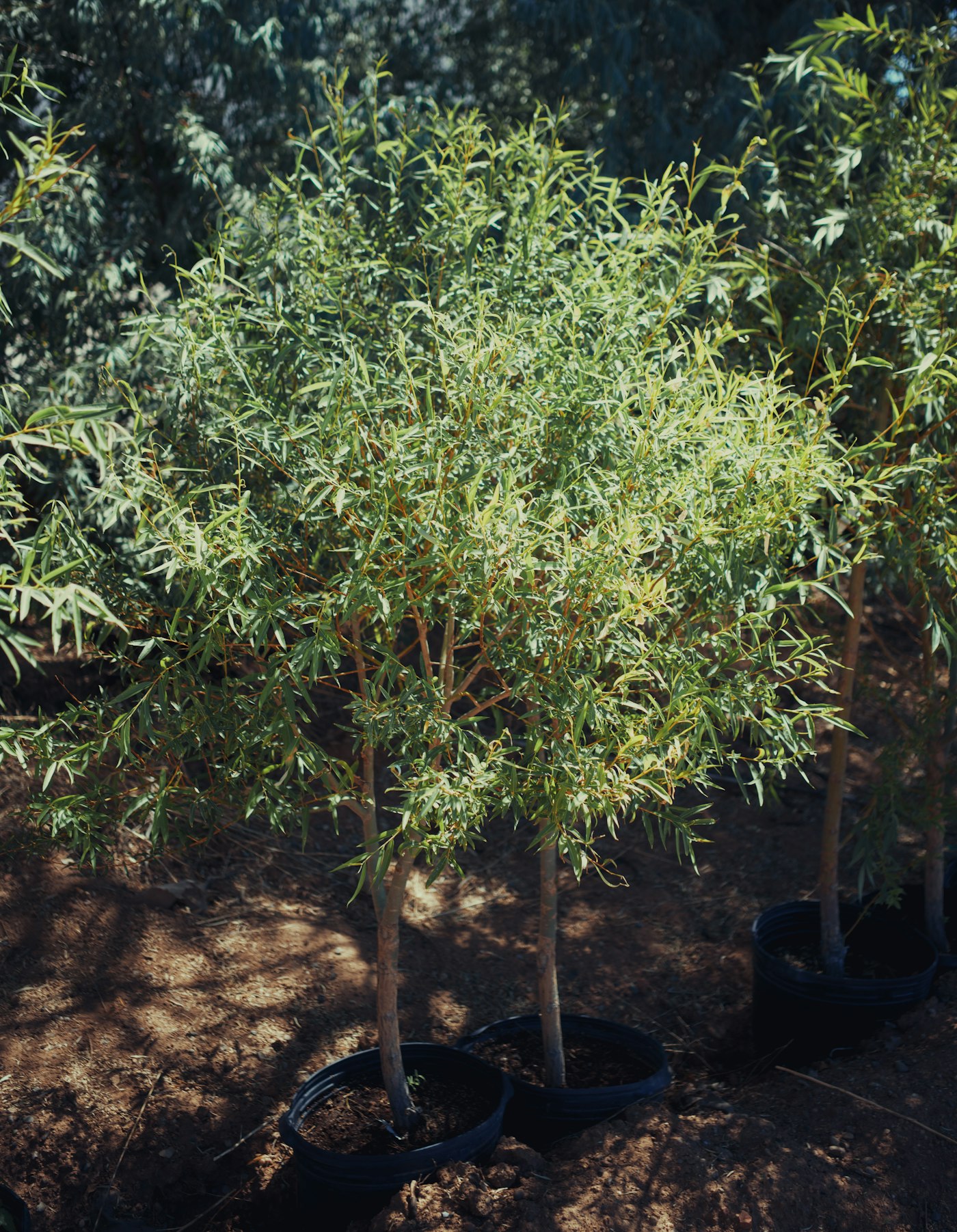 Container-grown Paulownia saplings