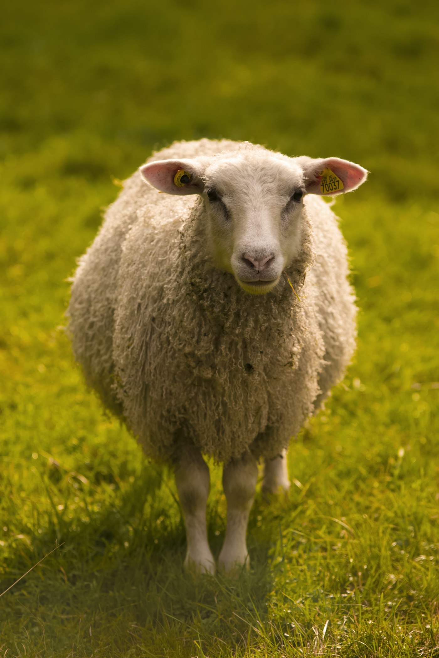A healthy sheep on green pasture