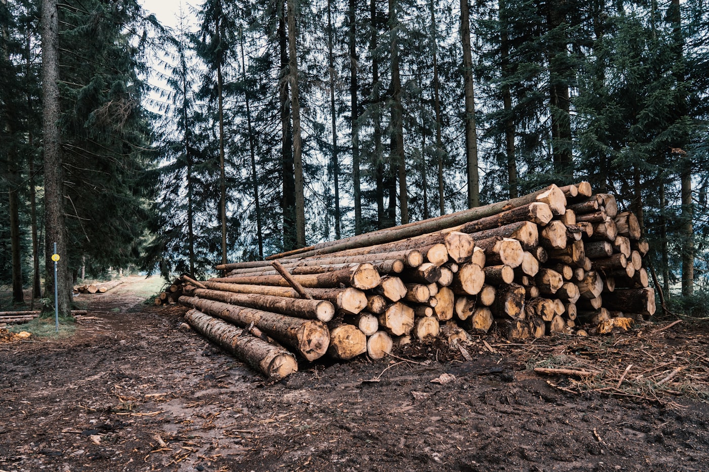 Harvested timber logs stacked at the forest edge